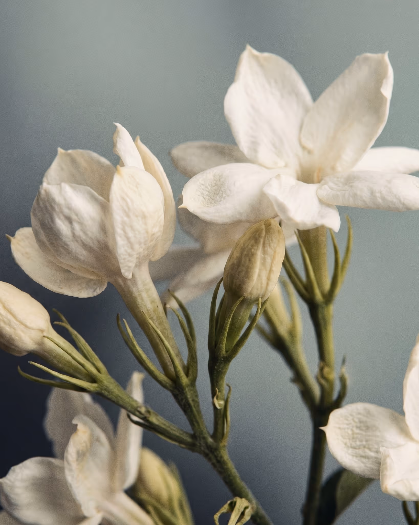 Jasminöl
